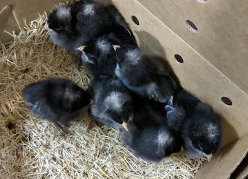 Stockyards Feed and Grain Restaurant